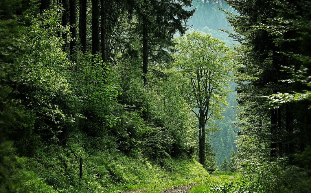 Focus on the forest, not on the trees